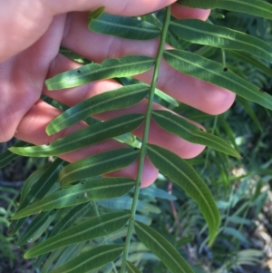 Schinus molle at Campbell, ACT - 11 Sep 2021 11:25 AM