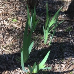 Iris germanica (Tall Bearded Iris) at Mount Ainslie to Black Mountain - 11 Sep 2021 by NedJohnston