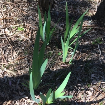 Iris germanica (Tall Bearded Iris) at Mount Ainslie to Black Mountain - 11 Sep 2021 by Ned_Johnston