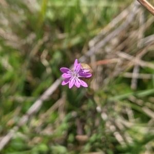 Petrorhagia sp. at Nanima, NSW - 12 Sep 2021