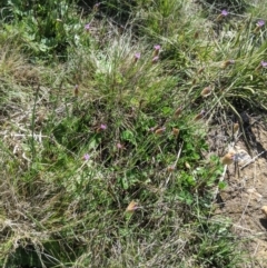 Petrorhagia sp. at Nanima, NSW - 12 Sep 2021