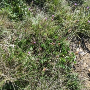 Petrorhagia sp. at Nanima, NSW - 12 Sep 2021