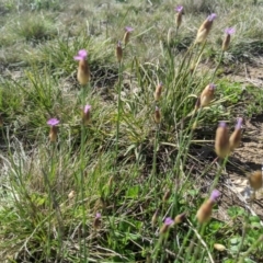 Petrorhagia sp. at Nanima, NSW - 12 Sep 2021