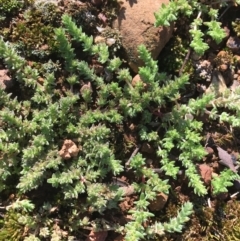 Crassula sieberiana (Austral Stonecrop) at Campbell, ACT - 11 Sep 2021 by Ned_Johnston