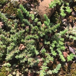 Crassula sieberiana at Campbell, ACT - 11 Sep 2021 11:29 AM