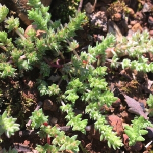 Crassula sieberiana at Campbell, ACT - 11 Sep 2021 11:29 AM