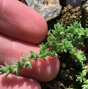 Crassula sieberiana at Campbell, ACT - 11 Sep 2021