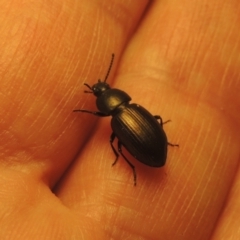 Adelium brevicorne (Bronzed field beetle) at Conder, ACT - 23 Aug 2021 by michaelb