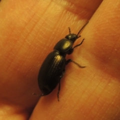 Adelium brevicorne at Conder, ACT - 23 Aug 2021 05:59 PM