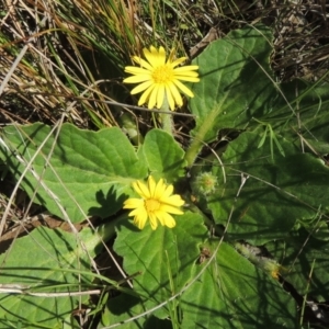 Cymbonotus sp. (preissianus or lawsonianus) at Tennent, ACT - 1 Sep 2021