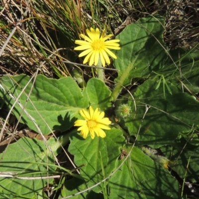 Cymbonotus sp. (preissianus or lawsonianus) (Bears Ears) at Tennent, ACT - 1 Sep 2021 by michaelb