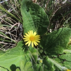 Cymbonotus sp. (preissianus or lawsonianus) at Tennent, ACT - 1 Sep 2021