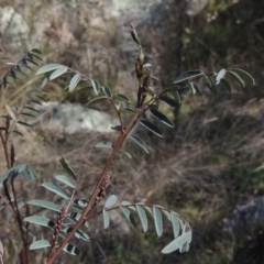 Indigofera australis subsp. australis (Australian Indigo) at Tennent, ACT - 1 Sep 2021 by michaelb