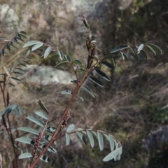 Indigofera australis subsp. australis (Australian Indigo) at Tennent, ACT - 1 Sep 2021 by MichaelBedingfield