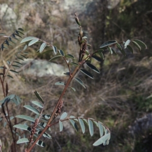 Indigofera australis subsp. australis at Tennent, ACT - 1 Sep 2021