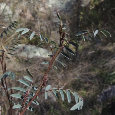 Indigofera australis subsp. australis (Australian Indigo) at Tennent, ACT - 1 Sep 2021 by michaelb