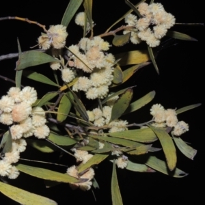 Acacia melanoxylon at Gordon, ACT - 7 Sep 2021