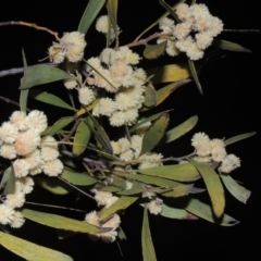 Acacia melanoxylon (Blackwood) at Gordon, ACT - 7 Sep 2021 by michaelb