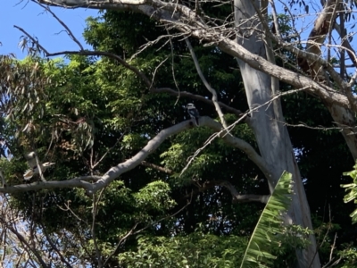 Dacelo novaeguineae (Laughing Kookaburra) at Kotara South, NSW - 12 Sep 2021 by Philb