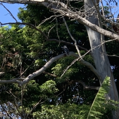 Dacelo novaeguineae (Laughing Kookaburra) at Kotara South, NSW - 12 Sep 2021 by Philb