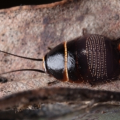 Ellipsidion australe (Austral Ellipsidion cockroach) at Mount Majura - 11 Sep 2021 by Boagshoags