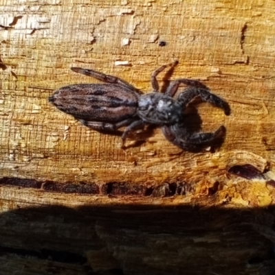 Holoplatys sp. (genus) (Unidentified Holoplatys jumping spider) at Corang, NSW - 8 Sep 2021 by LeonieWood