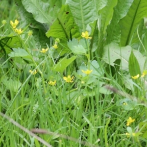 Ranunculus repens at West Wodonga, VIC - 27 Aug 2021 12:29 PM