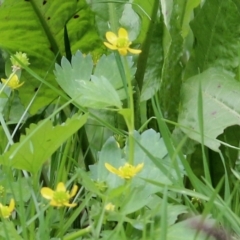 Ranunculus repens at West Wodonga, VIC - 27 Aug 2021 12:29 PM