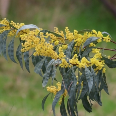 Acacia rubida (Red-stemmed Wattle, Red-leaved Wattle) at Wodonga - 27 Aug 2021 by Kyliegw