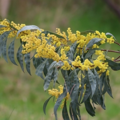 Acacia rubida (Red-stemmed Wattle, Red-leaved Wattle) at Wodonga - 27 Aug 2021 by KylieWaldon