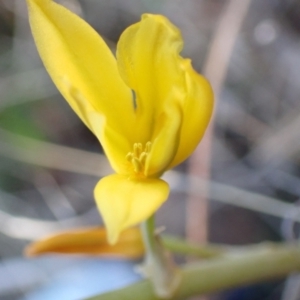 Bulbine bulbosa at Tuggeranong DC, ACT - 11 Sep 2021