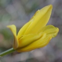 Bulbine bulbosa at Tuggeranong DC, ACT - 11 Sep 2021 03:43 PM