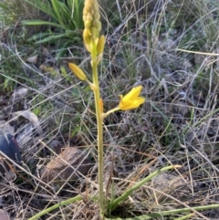 Bulbine bulbosa at Tuggeranong DC, ACT - 11 Sep 2021