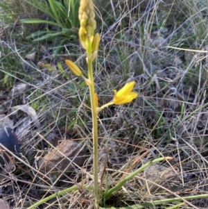 Bulbine bulbosa at Tuggeranong DC, ACT - 11 Sep 2021