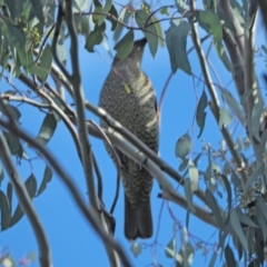 Ptilonorhynchus violaceus at Holt, ACT - 12 Sep 2021