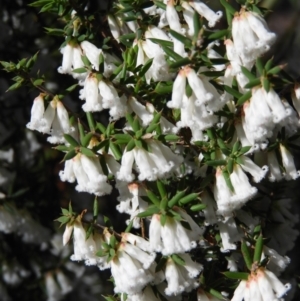Leucopogon fletcheri subsp. brevisepalus at Farrer, ACT - 8 Sep 2021
