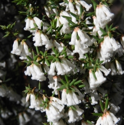 Leucopogon fletcheri subsp. brevisepalus (Twin Flower Beard-Heath) at Farrer Ridge - 8 Sep 2021 by MatthewFrawley