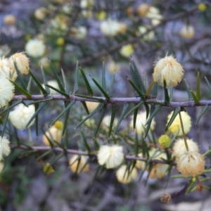 Acacia ulicifolia at Tuggeranong DC, ACT - 8 Sep 2021