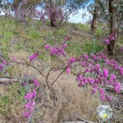 Indigofera australis subsp. australis (Australian Indigo) at Farrer, ACT - 12 Sep 2021 by Mike