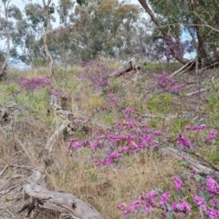 Indigofera australis subsp. australis at Farrer, ACT - 12 Sep 2021
