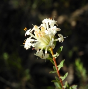 Pimelea linifolia at Tuggeranong DC, ACT - 8 Sep 2021 03:31 PM