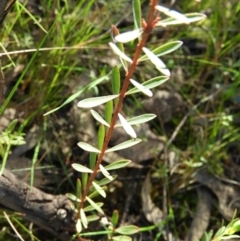 Pimelea linifolia at Tuggeranong DC, ACT - 8 Sep 2021