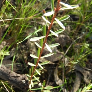 Pimelea linifolia at Tuggeranong DC, ACT - 8 Sep 2021