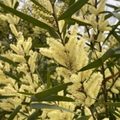 Acacia longifolia subsp. longifolia (sallow or Sydney golden wattle) at Theodore, ACT - 10 Sep 2021 by AnneG1