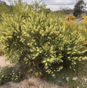 Acacia longifolia subsp. longifolia at Theodore, ACT - 10 Sep 2021 11:51 AM