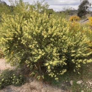 Acacia longifolia subsp. longifolia at Theodore, ACT - 10 Sep 2021