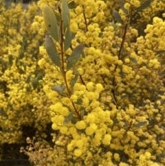 Acacia buxifolia subsp. buxifolia (Box-leaf Wattle) at Tuggeranong Hill - 10 Sep 2021 by AnneG1