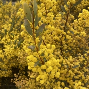 Acacia buxifolia subsp. buxifolia at Theodore, ACT - 10 Sep 2021 11:52 AM