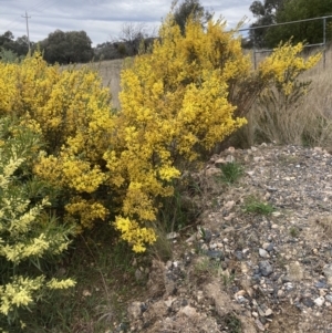 Acacia buxifolia subsp. buxifolia at Theodore, ACT - 10 Sep 2021