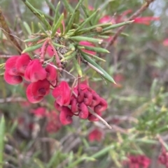 Grevillea rosmarinifolia subsp. rosmarinifolia (Rosemary Grevillea) at Tuggeranong Hill - 10 Sep 2021 by AnneG1